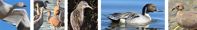 Migratory Game Bird: Species include snow geese, Sandhill crane, Virginia rail, pintail duck, and mourning dove. (New Mexico Department of Game and Fish)