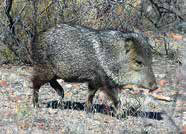 hunting-big-game-javelina-NMDGF-New-Mexico