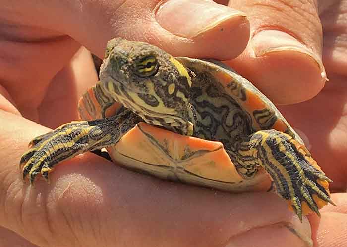 Share with Wildlife – Project Highlight: Chasing Turtles