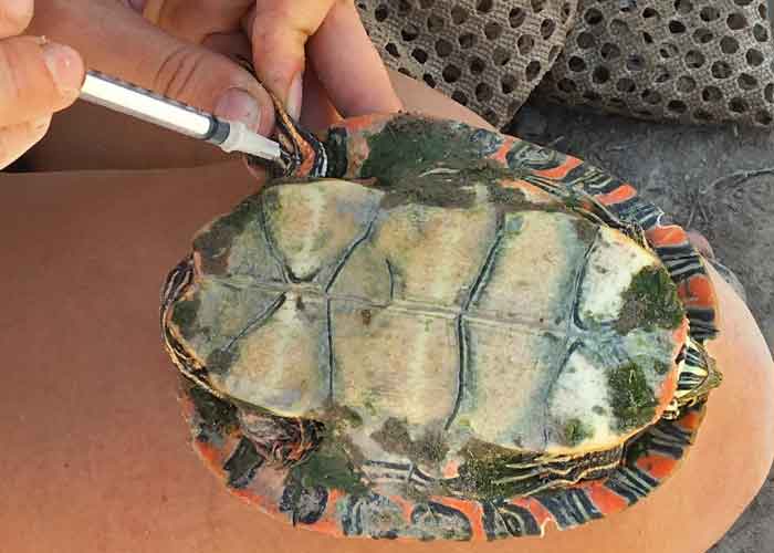 Share with Wildlife – Project Highlight: Chasing Turtles