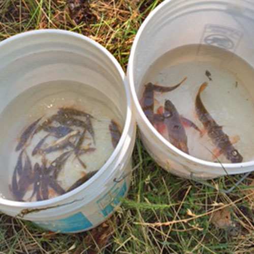 Share with Wildlife – Project Highlight: Detecting Fish Using Water Samples