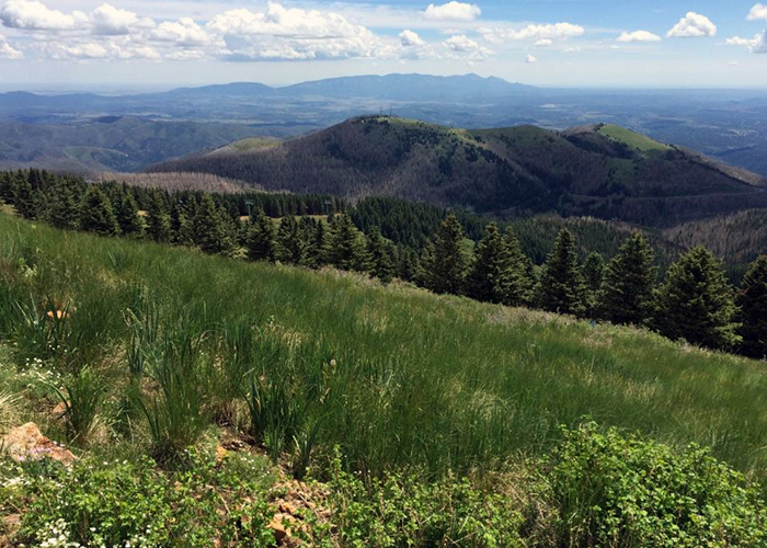 Share with Wildlife – Project Highlight: Surveying for Rare Chipmunks