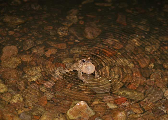 Project Highlight: Give the Toads a Brake (Share with Wildlife, New Mexico Department of Game and Fish)