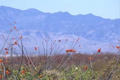 Desert mountain habitat in southern New Mexico - Desert hunts for Bighorn Sheep - New Mexico Game & Fish 