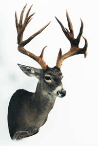 NM record nontypical Coues deer, taken in Hidalgo County by Peter M. Chase, 1941. (Photograph courtesy of the Boone and Crockett Club)