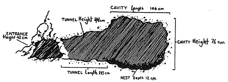 Building a bear den (side-view illustration) from New Mexico Game & Fish Wildlife Education