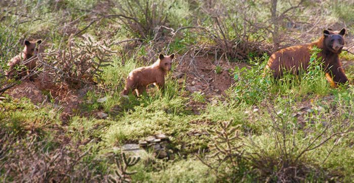 Adult black bear with two cubs - Growing Bears in New Mexico - Discover New Mexico - Wildlife Conservation Curriculum