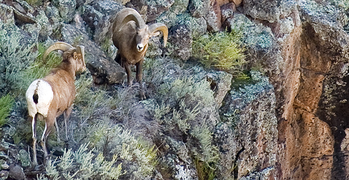 Rams, Rocky Mountain Bighorn Sheep- Discover New Mexico - Wildlife Conservation Curriculum