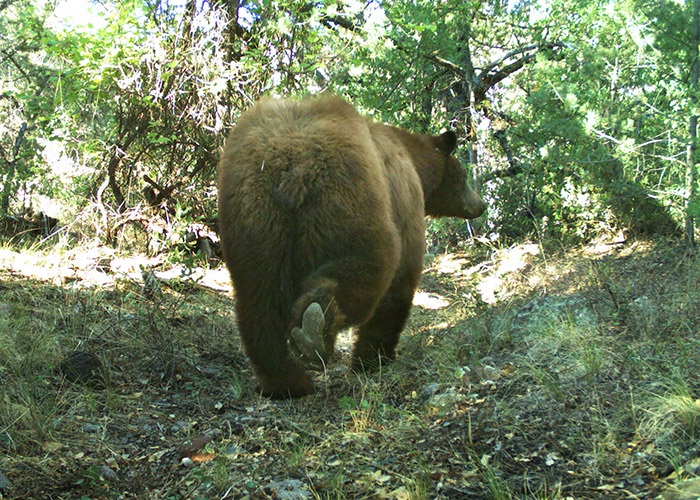 Black bear caught via camera trap along the Gila River. (Dr. Keith Geluso)