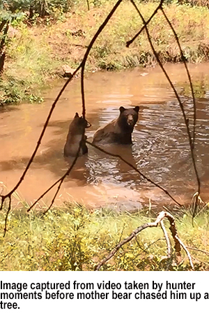 Image captured from video taken by hunter moments before mother bear chased him up a tree. New Mexico Department of Game & Fish