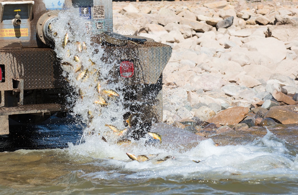 News 4-25-2016: Biologists believe perch from Eagle Nest Lake will help Abiquiu Lake fishery Stocking perch, NMDGF