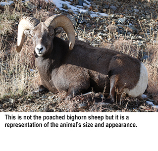 NMDGF News - Dec. 28, 2016: Tips sought in bighorn poaching case off N.M. 518 near Sipapu ski area.