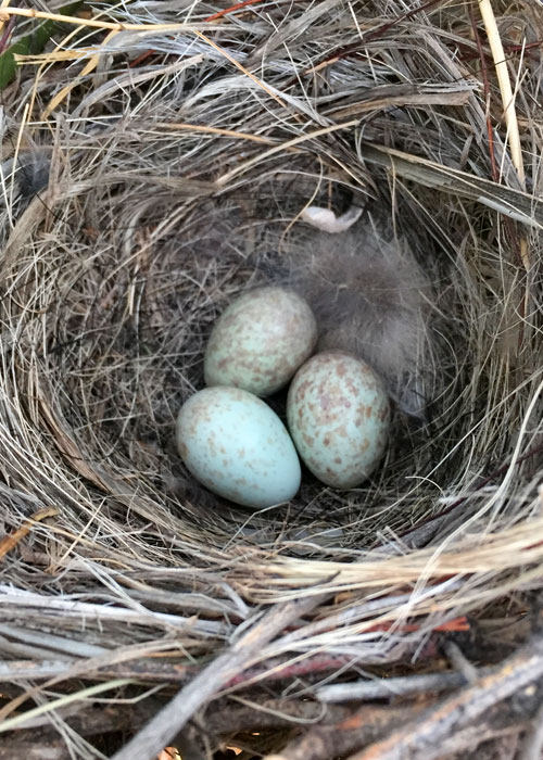 Share with Wildlife, New Mexico – Project Highlight: Finding a Needle in a Haystack