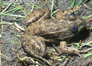 Share with Wildlife, New Mexico – Project Highlight: Mapping a Deadly Pathogen 