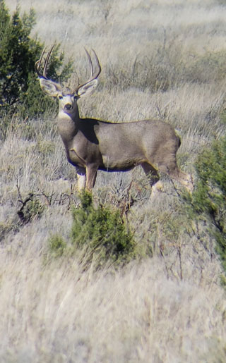 From the Alpine areas of the Sangre de Cristo Mountain Range to the desert floors in southwestern New Mexico, hunters can experience a variety of habitats.