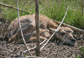 Pronghorn Fawm - Department of Game and Fish reminds public to leave young wildlife alone, New Release 06-03-2019