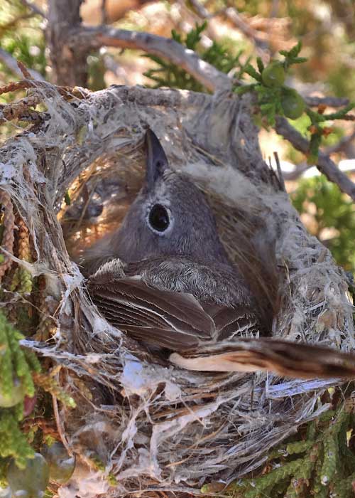 Gathering Data on Young Vireos- Project Highlight- Share with Wildlife, New Mexico Department of Game and Fish