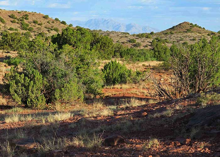 Gathering Data on Young Vireos- Project Highlight- Share with Wildlife, New Mexico Department of Game and Fish