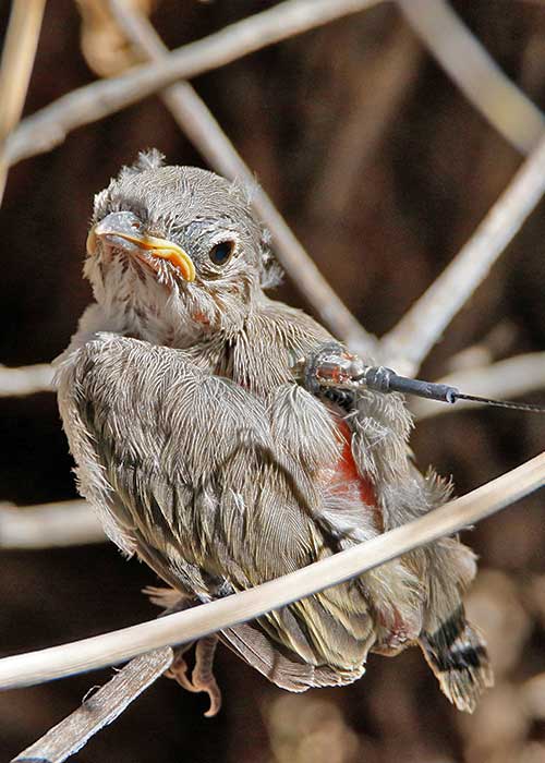 Gathering Data on Young Vireos- Project Highlight- Share with Wildlife, New Mexico Department of Game and Fish