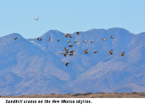 AUGUST 19, 2019: Deadline to apply for sandhill crane and pheasant hunts is fast approaching.