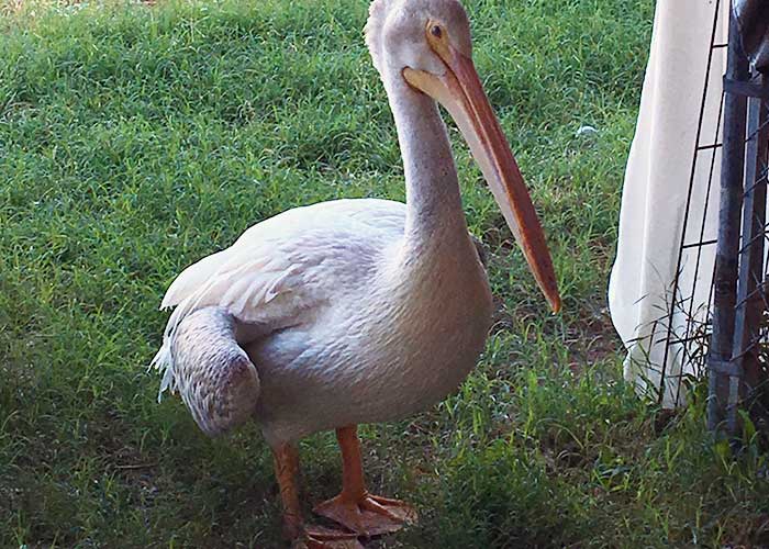 Helping Wildlife in Southeastern New Mexico Project Highlight- Share with Wildlife, New Mexico Department of Game and Fish