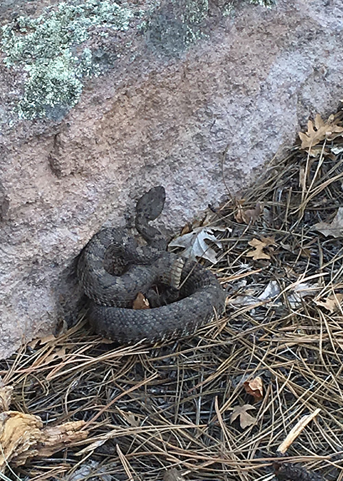 Tracking a Rare Snake Project Highlight- Share with Wildlife, New Mexico Department of Game and Fish