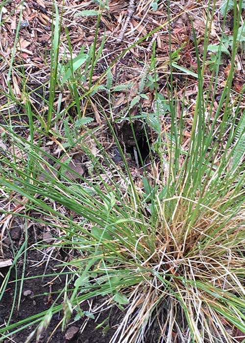 Rare Chipmunks, Project Highlight- Share with Wildlife, New Mexico Department of Game and Fish