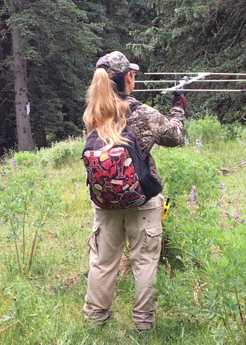 Rare Chipmunks, Project Highlight- Share with Wildlife, New Mexico Department of Game and Fish