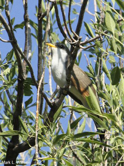 Engaging Students in Studying Wildlife in the Face of COVID-19, New Mexico Department of Game and Fish