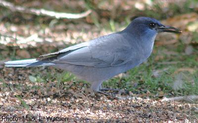 Modifying Wildlife Activities for Learning from Home, New Mexico Department of Game and Fish