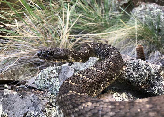 Tracking a Rare Snake - Share with Wildlife – Project Highlight - NMDGF