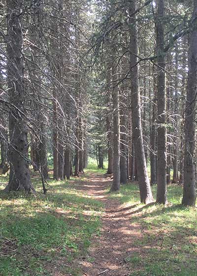 Delving into a Chipmunk’s Life History - Share with Wildlife – Project Highlight - NMDGF