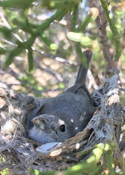 Gathering Data on Young Vireos - Share with Wildlife – Project Highlight - NMDGF