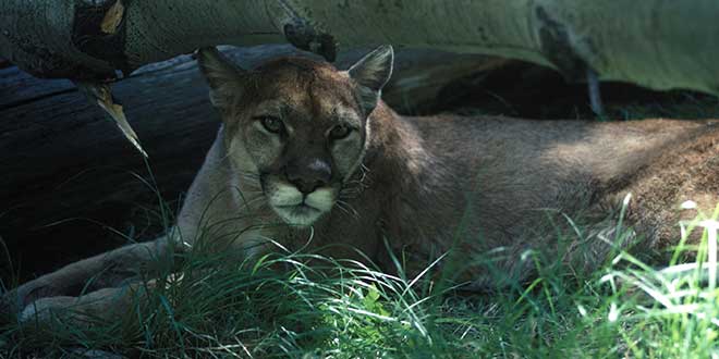 magazine-exclsuive-articles-2022-April-Widlife-and-Habitat-Conservation-Feeding-wildlife-risk-cougar