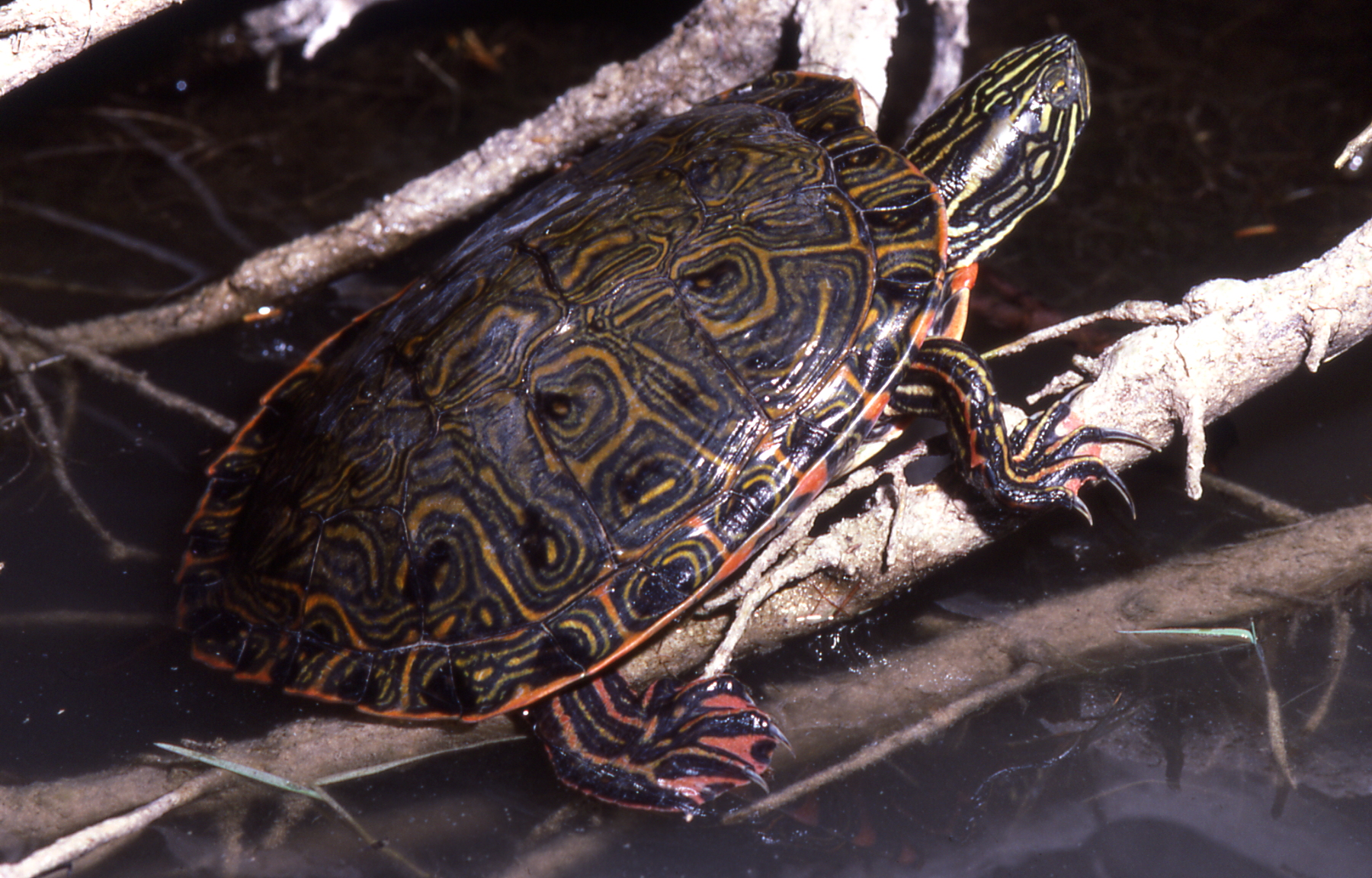 EPSON scanner Image The Rio Grande Cooter is listed as a threatened species under the New Mexico Wildlife Conservation Act. (Charlie Painter/NMDOW photo)
