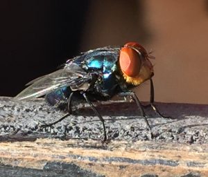 Closeup of an adult New World screwworm fly