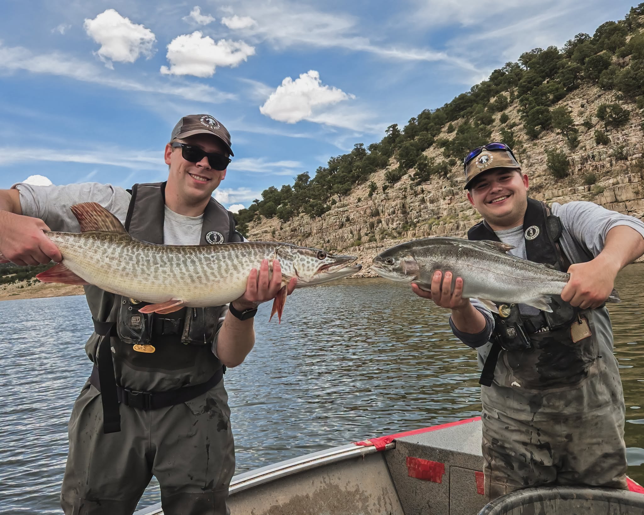 Tiger muskie next to a lake trout
