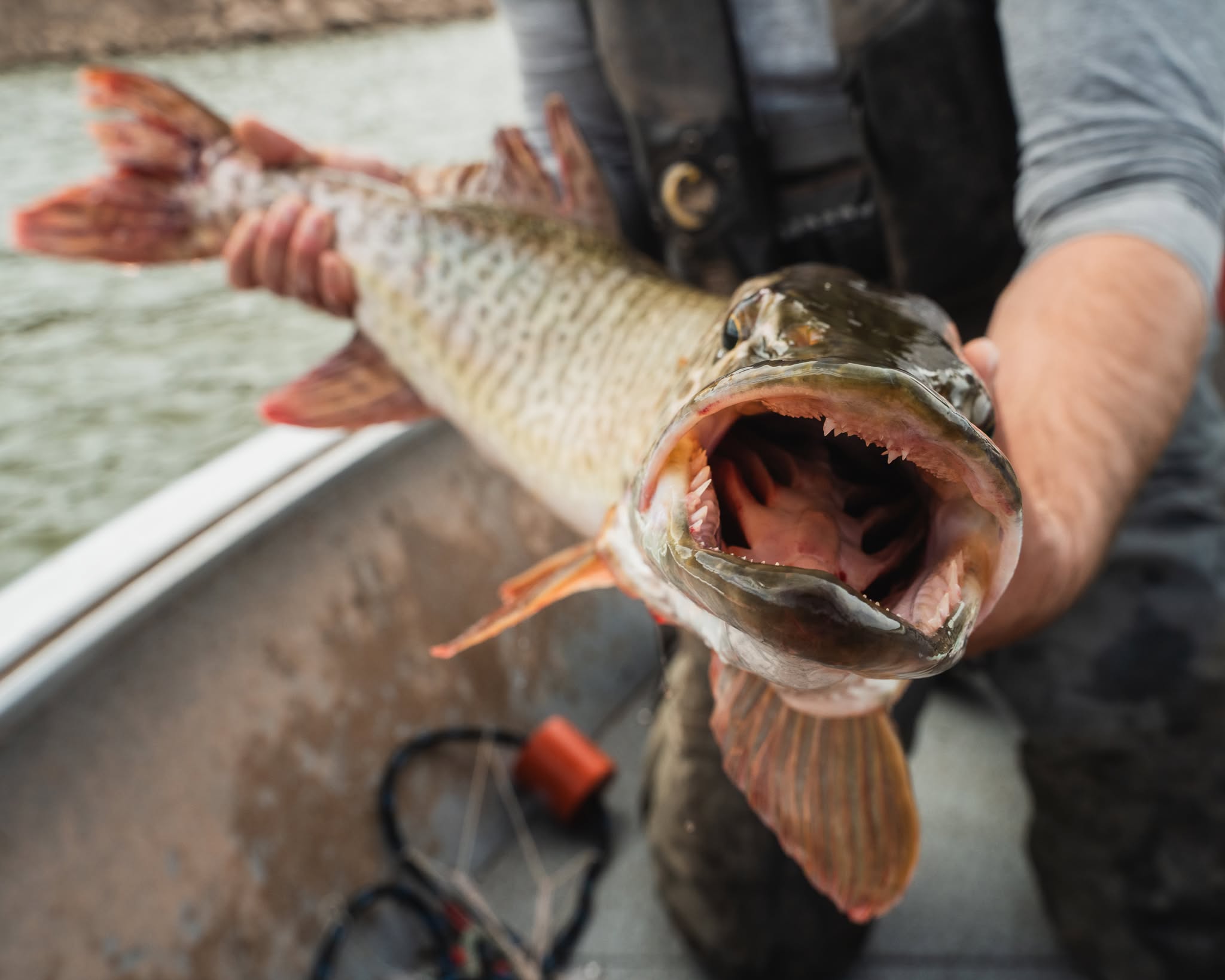 Tiger muskie mouth open showing sharp teeth