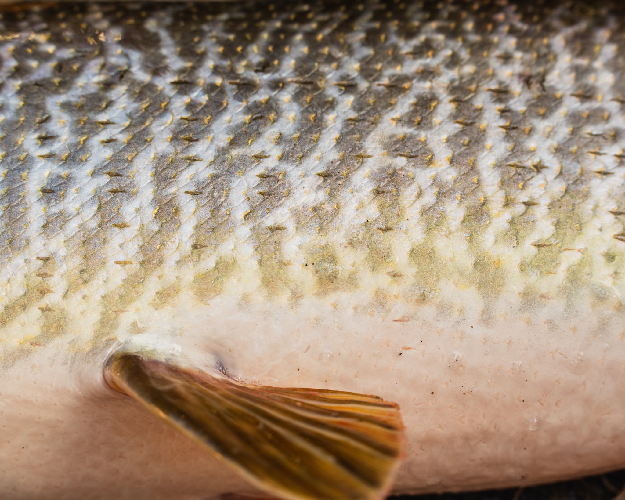 Tiger muskie fin and scales closeup