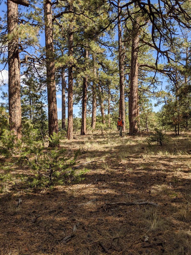 Black Mesa Project - Walking under pine trees