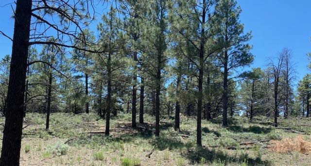 Black Mesa Project - Pine Trees