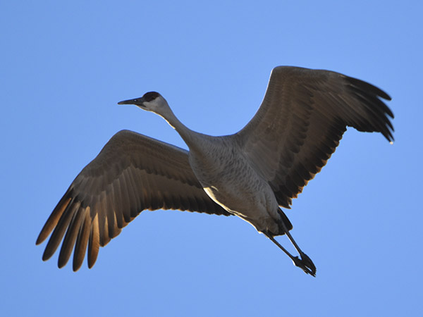 789d0581-7f99-c808-0185-f02d3bdac81c Flying Sandhill crane
