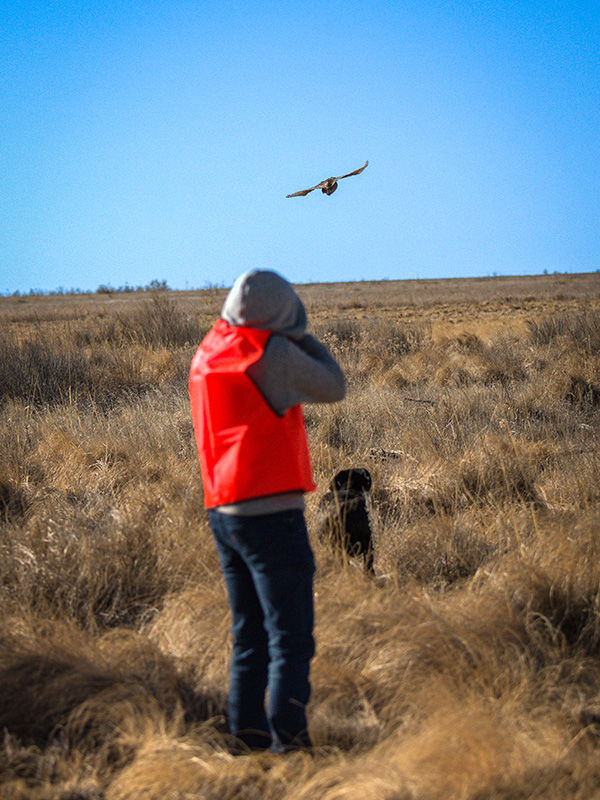 e71b5e24-a3f3-f016-7a8f-882e5a28363d Sandhill crane hunting wearing an orange vest