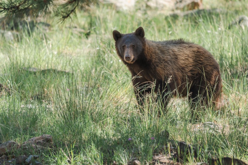 872fee3d-751c-4fd3-28d4-ce3bc842fc27 Bear standing in a grassy forest clearing, surrounded by tall green vegetation and scattered rocks, looking directly toward the camera