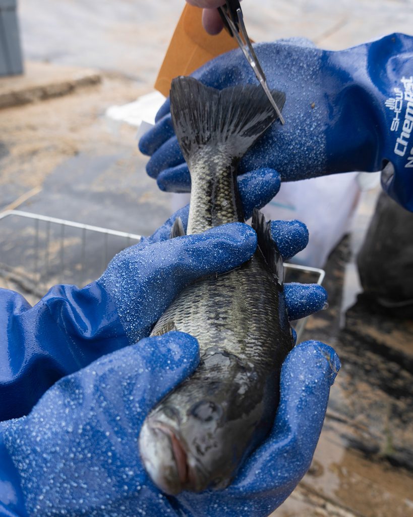 Bass Genetics 5 Marking a fish fin