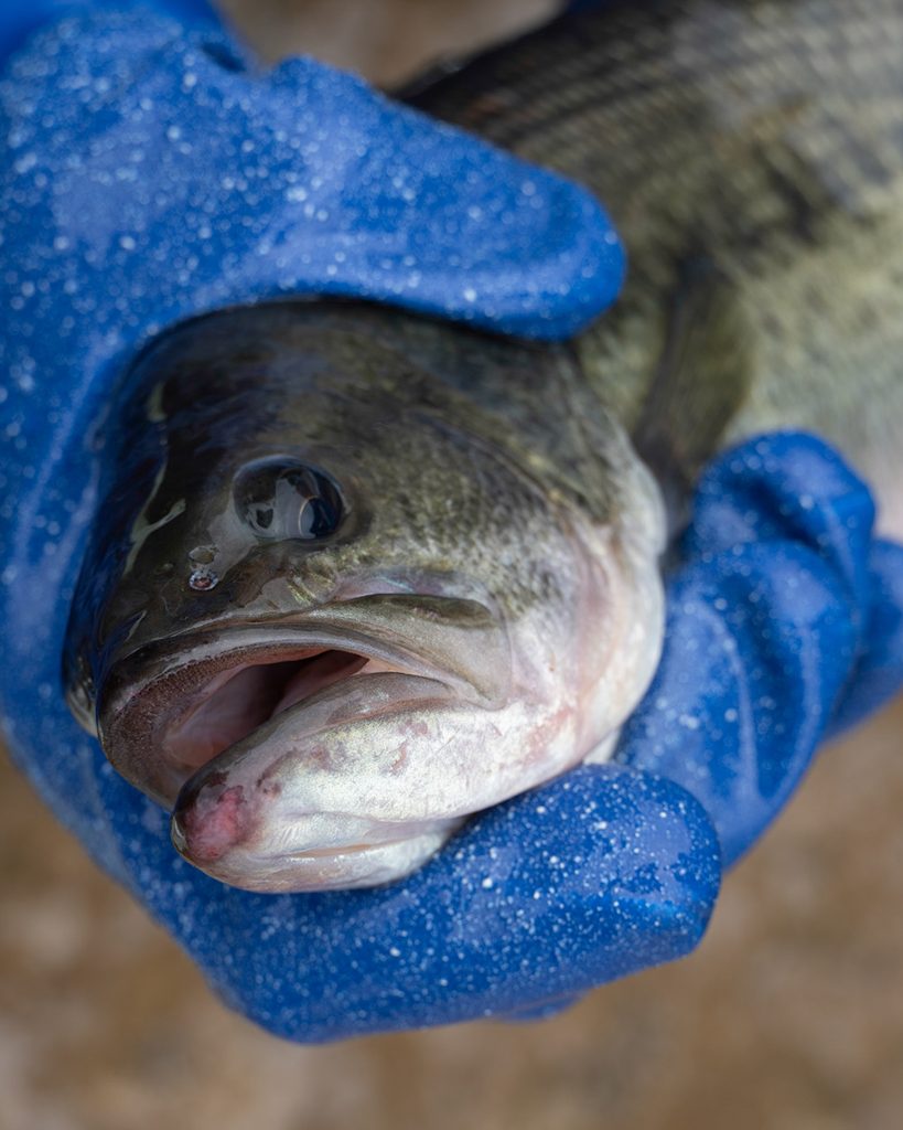 Bass Genetics 6