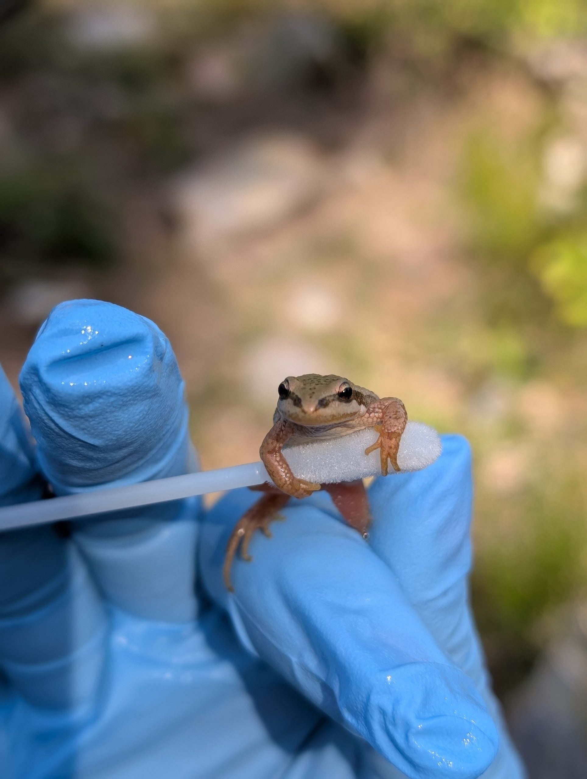 Boreal toad on a cotton swab held by a hand in a rubber glove