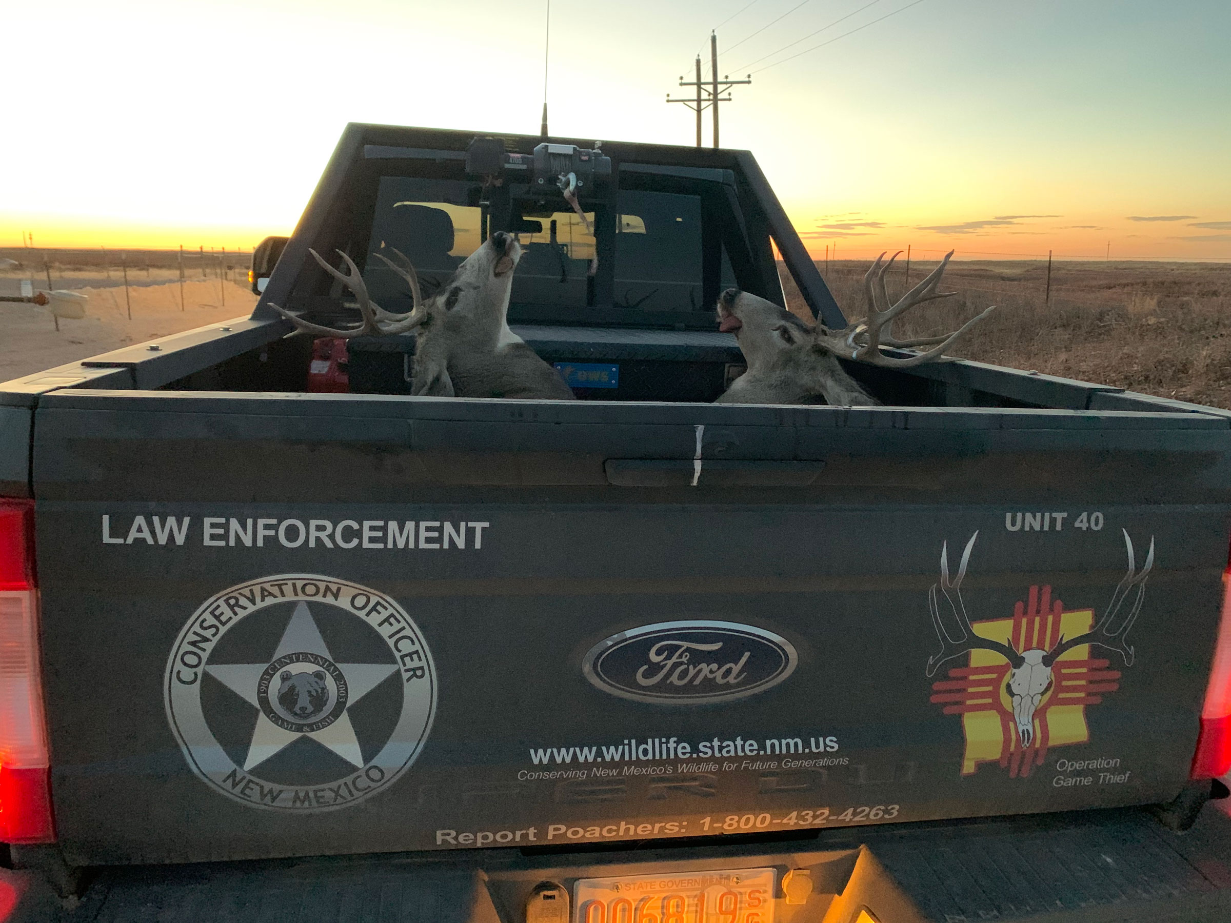 IMG_4138 Deer that were poached in the back of a truck