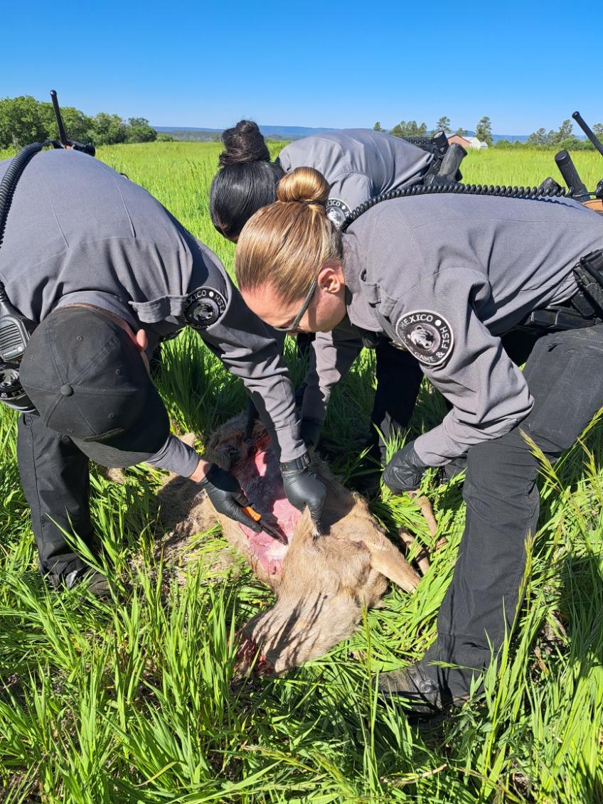 RUTK7548 Conservation officers investigating a poached deer
