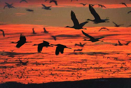 cranes at sunrise - NMDGF Archive News: Competitive birding featured at Bernardo's Big Day